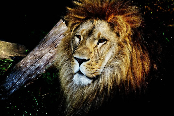 Um tiro de perto de um leão sentado perto de uma árvore olhando para a câmera
 - Foto, Imagem