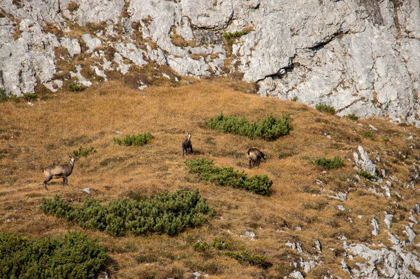 Una manada de gamuzas pastando en las montañas
 - Foto, imagen