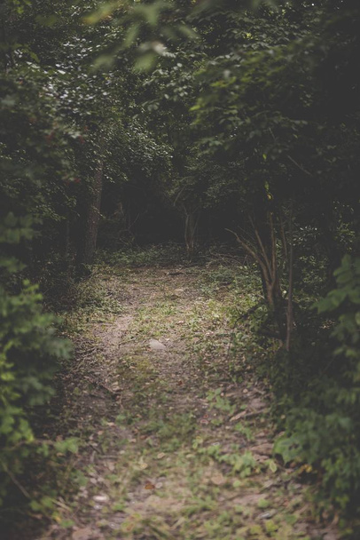 Vertical shot of a pathway in the middle of a forest with green leafed trees - 写真・画像
