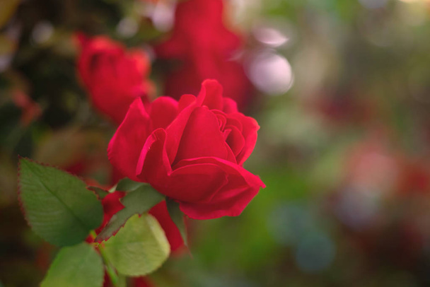 Штучна квітка троянди як валентинний фон
 - Фото, зображення