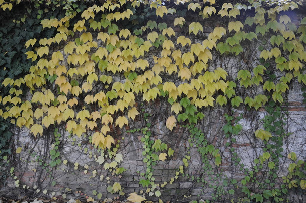 texture di edera arrampicata su un muro in citta '
 - Foto, imagen