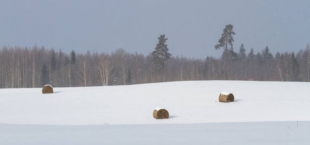 Szénabálák a havas réten - Fotó, kép