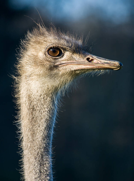 Ostrich bird animal head portrait - Фото, зображення