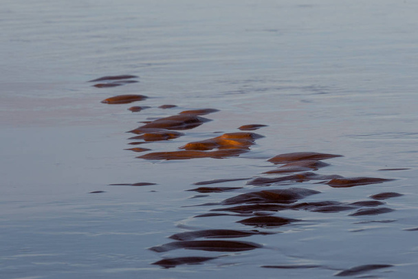 Tengeri part nagy kövekkel - Fotó, kép