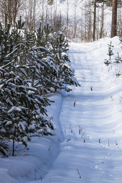 śnieżny krajobraz w sezonie zimowym - Zdjęcie, obraz