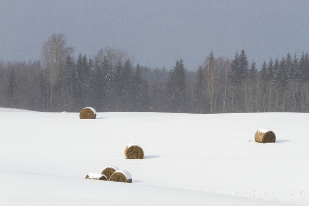 fardos de heno en el prado nevado en la temporada de invierno
  - Foto, Imagen