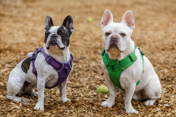Bulldog francés y Boston Terrier mezclan hermano (derecha) y hermana (izquierda). Parque de perros sin correa en el norte de California
. - Foto, Imagen