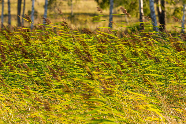 Magas fű a zöld mezőn - Fotó, kép