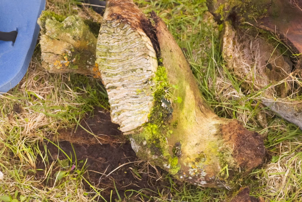 зубы и череп мамонта, ископаемые останки мамонта
. - Фото, изображение