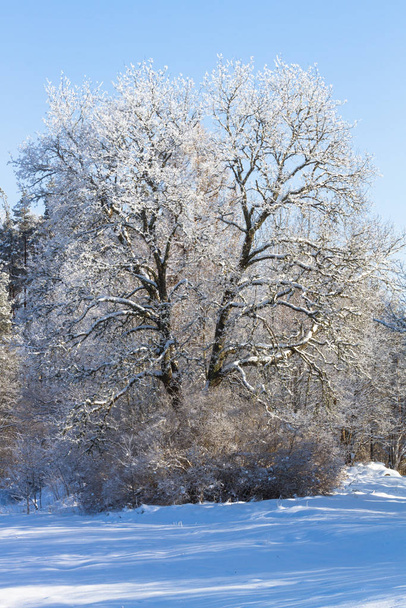 Inverno, inverno-maré, inverno-tempo, hibernar, ele estação mais fria do ano, no hemisfério norte de dezembro a fevereiro e no hemisfério sul de junho a agosto
. - Foto, Imagem