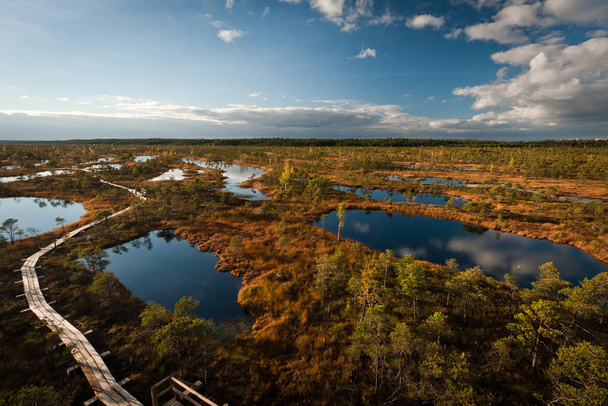 Swamp meadow landscape in sunny day - Φωτογραφία, εικόνα
