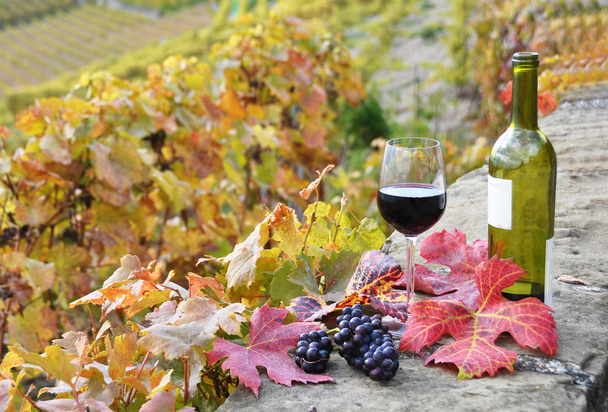 Vinho tinto e uvas. Vinhas de terraço na região de Lavaux, Suíça
 - Foto, Imagem