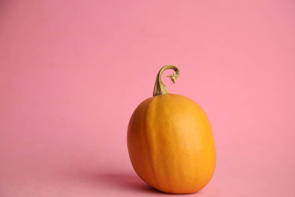 Pumpkins on a pink background. Autumn harvest - Zdjęcie, obraz