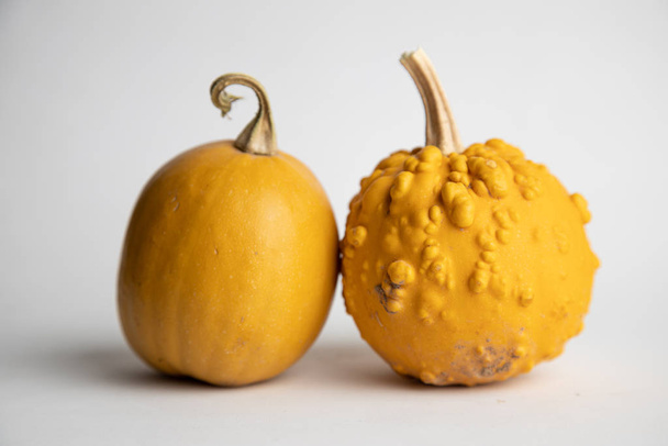 perfect pumpkins on white background - Photo, image