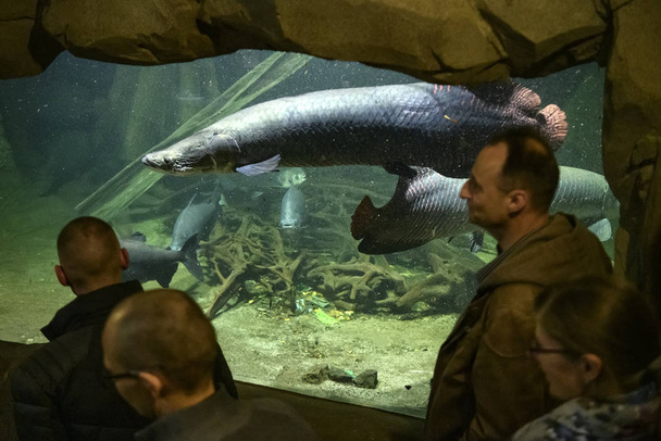 I visitatori vedono pesci ungaro australiani o pesci polmone del Queensland in acquario allo zoo di Lipsia, in Germania. novembre 2019
 - Foto, immagini