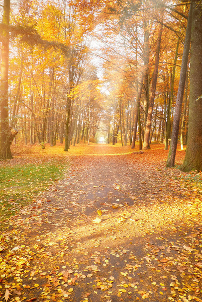 Empty Autumn alley in the park, vertical fall background in yellow and orange - Valokuva, kuva