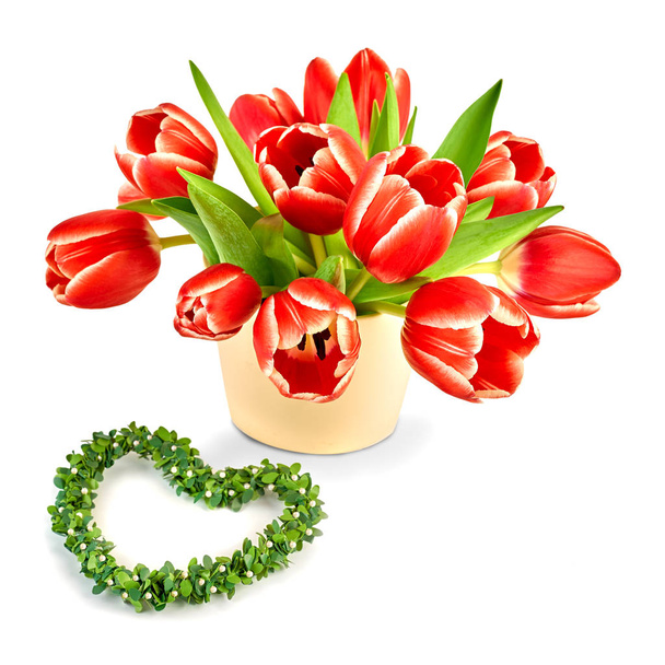 Куча красных тюльпанов с белыми краями и зеленым сердцем изолированы на белом фоне, текстовое пространство
 - Фото, изображение