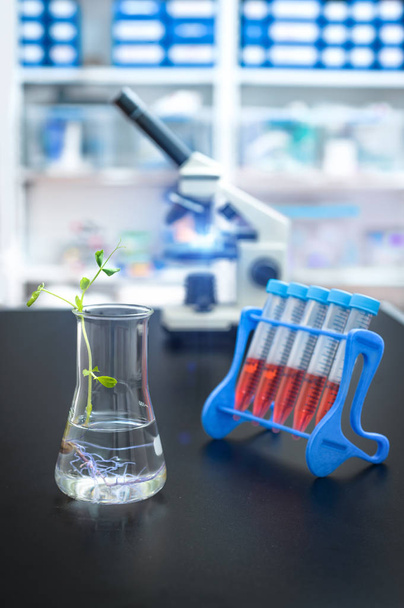 Экспериментальное растение во фляжке с исследовательским объектом вне фокуса, сосредоточиться на заводе
 - Фото, изображение