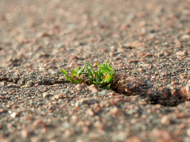 The grass sprout breaks through the crack in the asphalt - Photo, Image