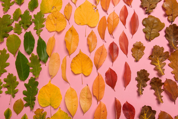 Gruppo di sfondo autunno foglie arancioni, verdi, gialle e marroni. con la forma del cuore ritagliata al centro su sfondo rosa. Scatto in studio. Vista dall'alto. Orientamento orizzontale. Copia spazio - Foto, immagini