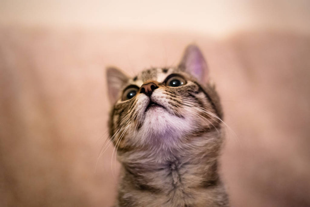 A curious cat is looking up - Фото, изображение