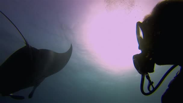 Manta Ray Siluetti lähikuva iloisesta Manta Ray & Scuba Diver
 - Materiaali, video