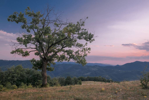 Прекрасне дерево, що росте на горах під небом пастельних кольорів під час заходу сонця
 - Фото, зображення