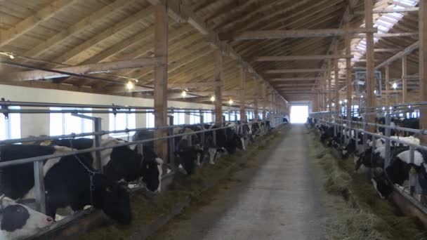 krowy i cielęta w gospodarstwie zwierząt gospodarskich - Materiał filmowy, wideo