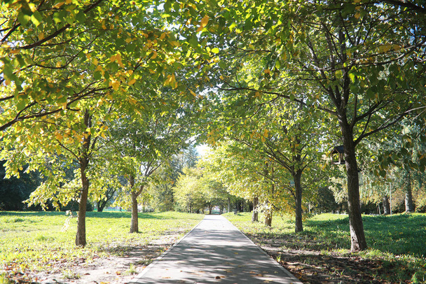 Fondo de otoño en el parque
 - Foto, Imagen
