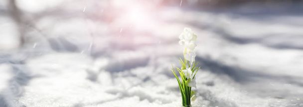 Το πρώτο ανοιξιάτικο λουλούδι. Χιόνι στο δάσος. Άνοιξη ηλιόλουστη da - Φωτογραφία, εικόνα
