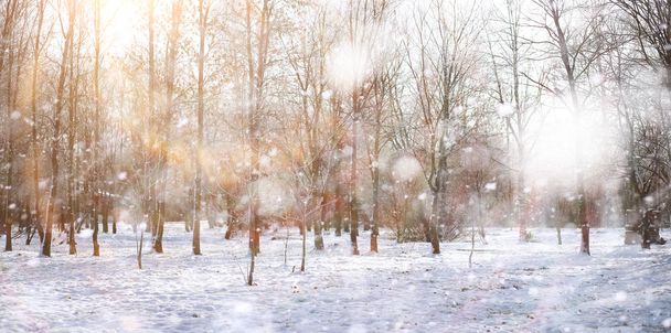 Winter Park. Paysage par temps neigeux. Janvier
. - Photo, image