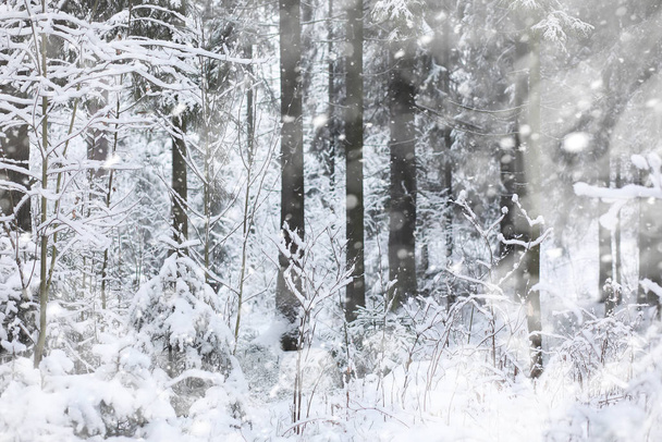 Winter landscape. Forest under the snow. Winter in the park. - Fotó, kép