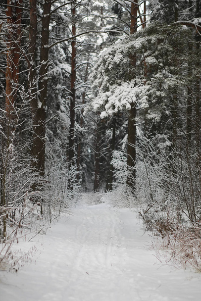 Winter landscape. Forest under the snow. Winter in the park. - Photo, Image