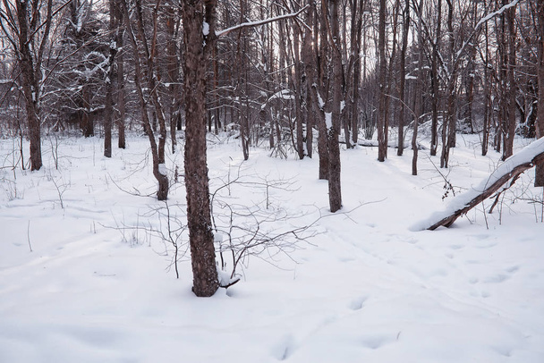 Téli erdős táj. Magas fák hótakaró alatt. Január fr - Fotó, kép