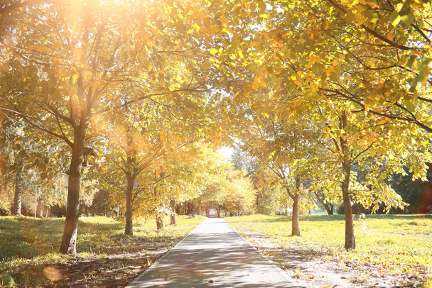 Autumn background in the park - Φωτογραφία, εικόνα