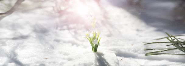 Перша весняна квітка. Сніг у лісі. Весна сонячна да
 - Фото, зображення