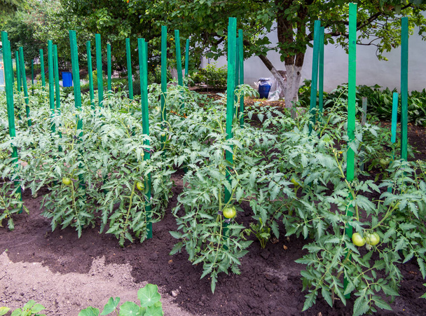 Fileiras de arbustos de tomate amarrados a cavilhas de madeira
. - Foto, Imagem