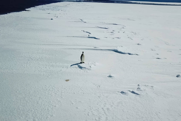 Magányos pingvin az Antarktisz jégmezőjén. - Fotó, kép