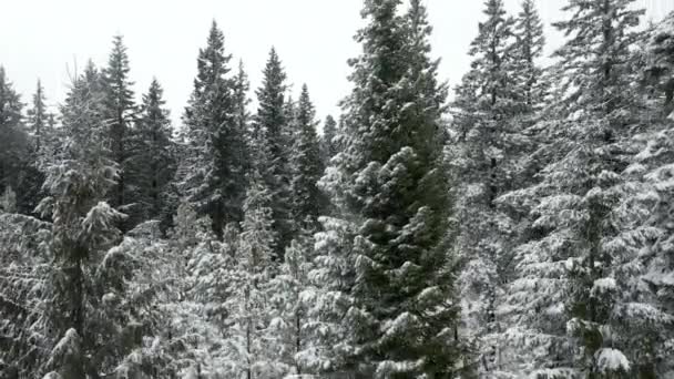 Auf einen schneebedeckten Baum klettern, um den Wald und die Berge am Horizont zu erkennen - Filmmaterial, Video