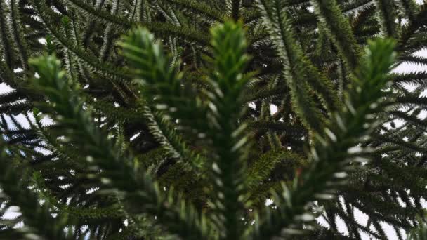 Rack Focus Shot of a Coniferous Branches - Materiał filmowy, wideo