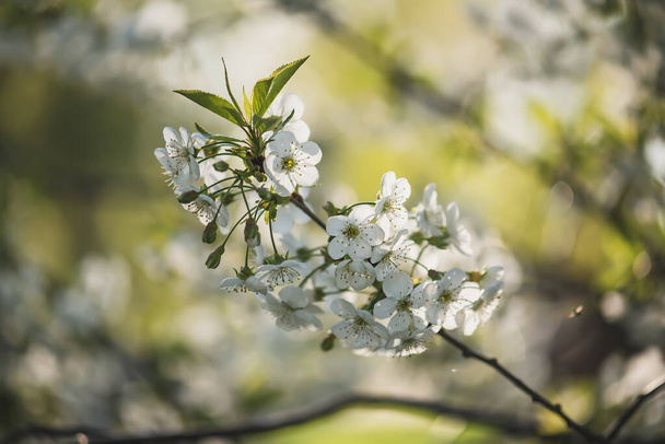 Cadre de fleurs de cerise - Photo, image