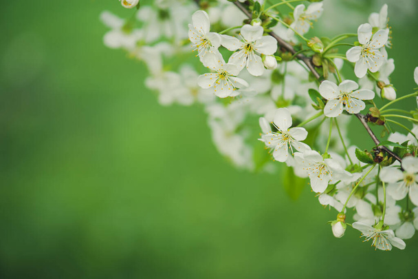 桜のフレーム - 写真・画像
