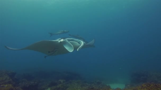 Manta Ray Natación Sunlit Blue Sea. Rayo grande o arrecife Manta & Escuela de peces Remoras
 - Imágenes, Vídeo