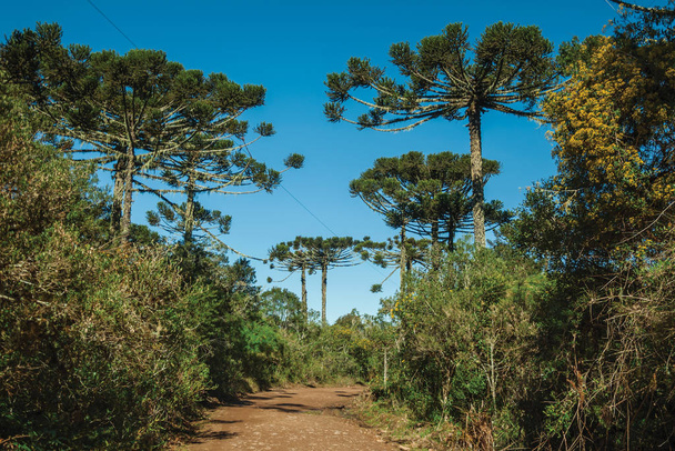 Dirt pathway in a forest with pine trees - Foto, immagini