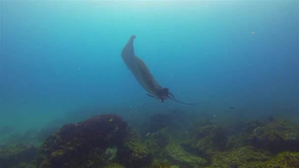 Manta Ray Turning & Swimming. Velký Ray (Manta Alfredi) Útes Manta na korálovém útesu - Záběry, video