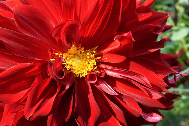 Primer plano de una flor roja de Dahlia con un centro amarillo
 - Foto, imagen