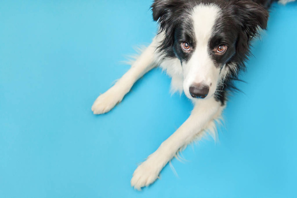 青い背景に隔離されたかわいいスミリング子犬のボーダーコリーの面白いスタジオの肖像画。家族の小さな犬の新しい素敵なメンバーが見つめて、報酬を待っています。ペットケアと動物のコンセプト - 写真・画像