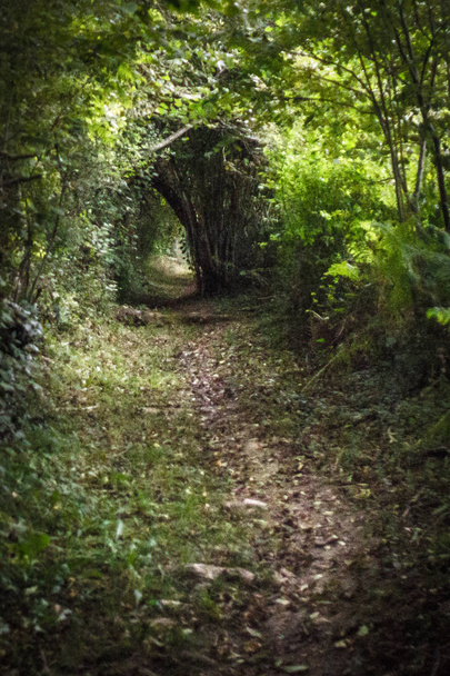 Camino de Santiago. Way to Santiago de Compostela. Green corridor. Tunnel of bushes and trees. The road in a dense forest. Natural arch of greenery and fallen leaves. Beauty of nature. - Фото, изображение