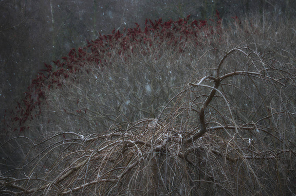 Wintertak in grijze tinten - Foto, afbeelding