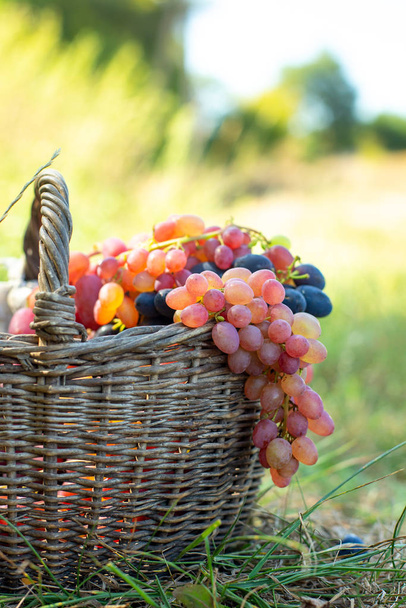 Um monte de uvas vermelhas penduradas na velha cesta de vime. Colha bagas contra a grama verde ao pôr do sol. Conceito de colheita - Foto, Imagem